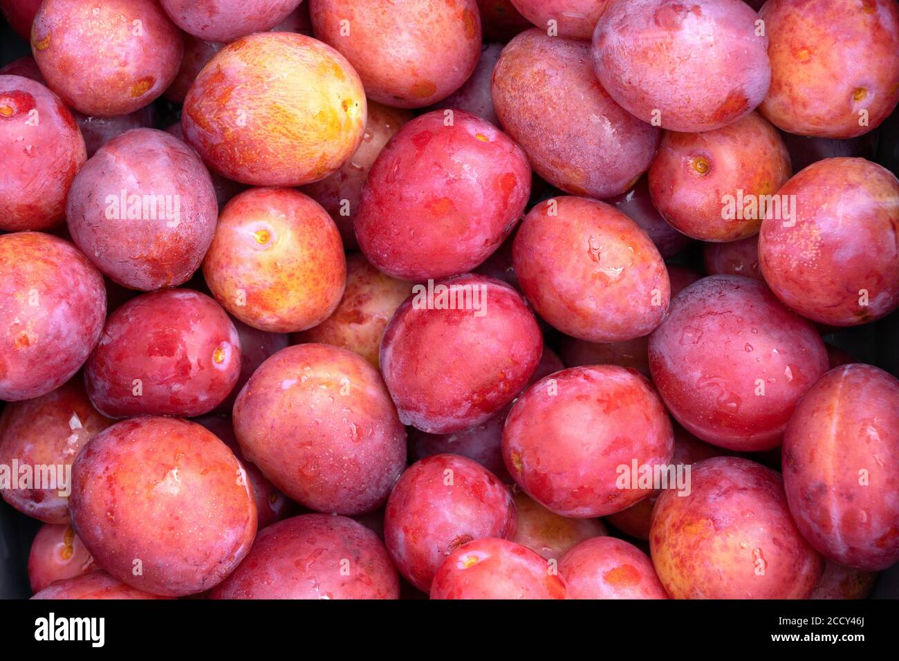 Primo piano di alcune prugne appena raccolte e mature. Sfondo. REGNO UNITO Foto Stock