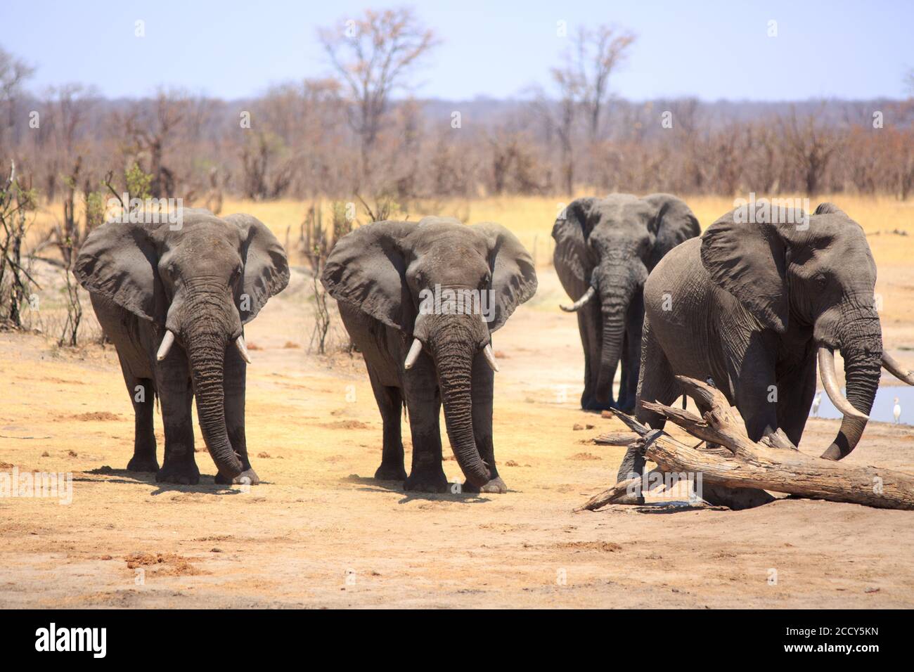 Elefanti rivolti in avanti con un bosco naturale e pianure sullo sfondo del Parco Nazionale di Hwange, Zimbabwe Foto Stock