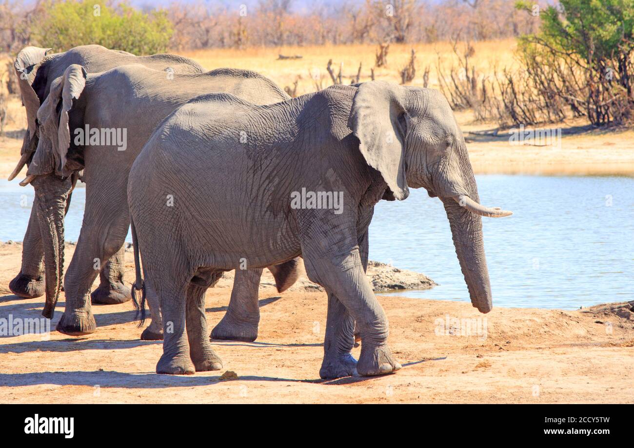 Elefante africano con un tronco stumpio - probabilmente a causa di essere catturati in un serpente. Parco nazionale di Hwange, Zimbabwe Foto Stock