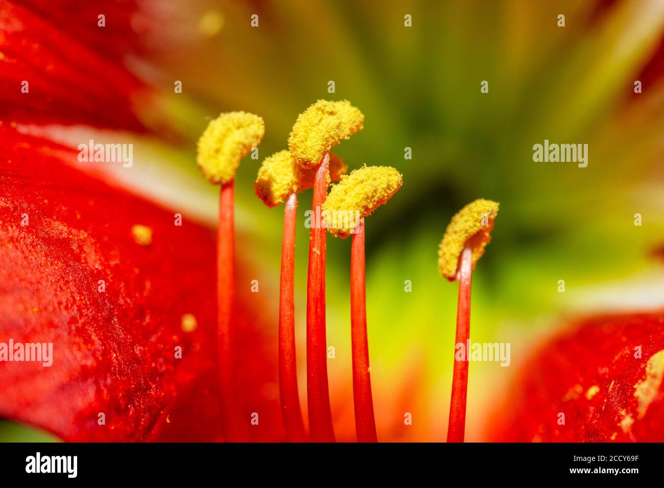 Red amaryllis, STAMENS, macro fotografia Beau Bassin, Mauritius Foto Stock