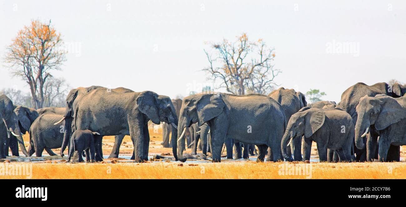 Panorama di una grande mandria di elefanti che circondano la sorgente di Makololo nel Parco Nazionale di Hwange, Zimbabwe Foto Stock