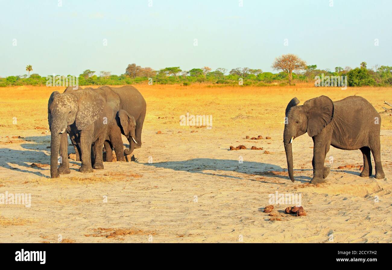 Tre elefanti sulle pianure africane con sfondo alberato anaturale nel Parco Nazionale di Hwange, Zimbabwe Foto Stock