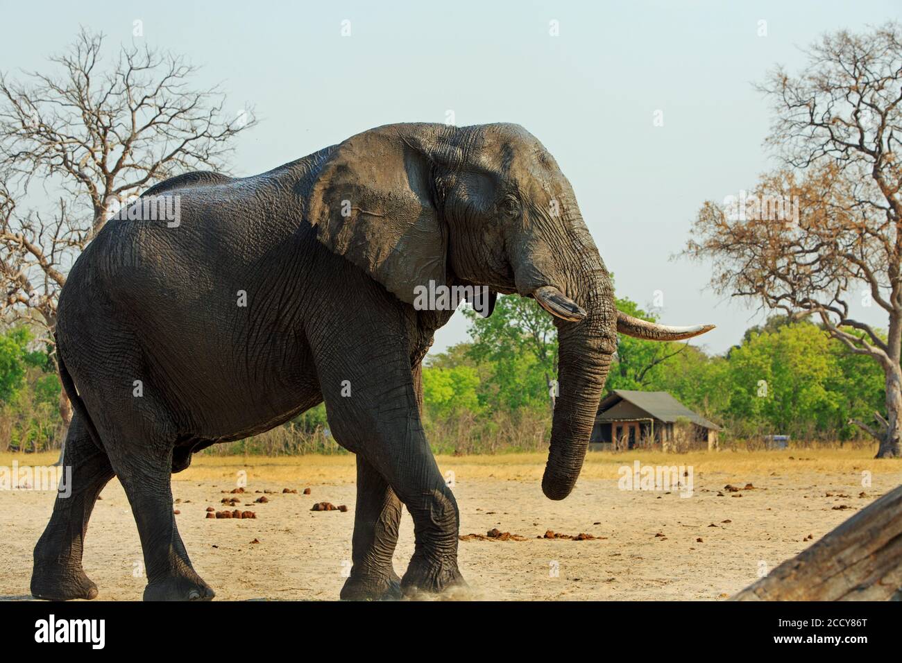 L'elefante selvaggio africano cammina attraverso i campi da campeggio con un rifugio safari sullo sfondo. Parco nazionale di Makololo Plains Hwange, Zimbabwe Foto Stock