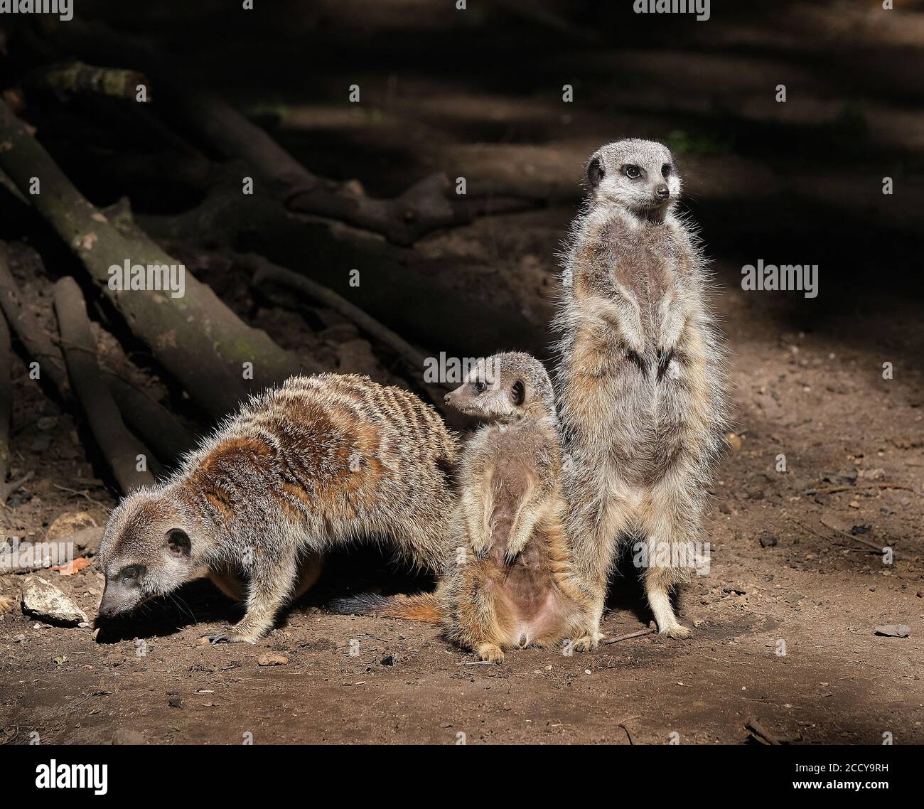 Tribù di Meerkats in piccolo parco naturale con vista pubblica. Foto Stock