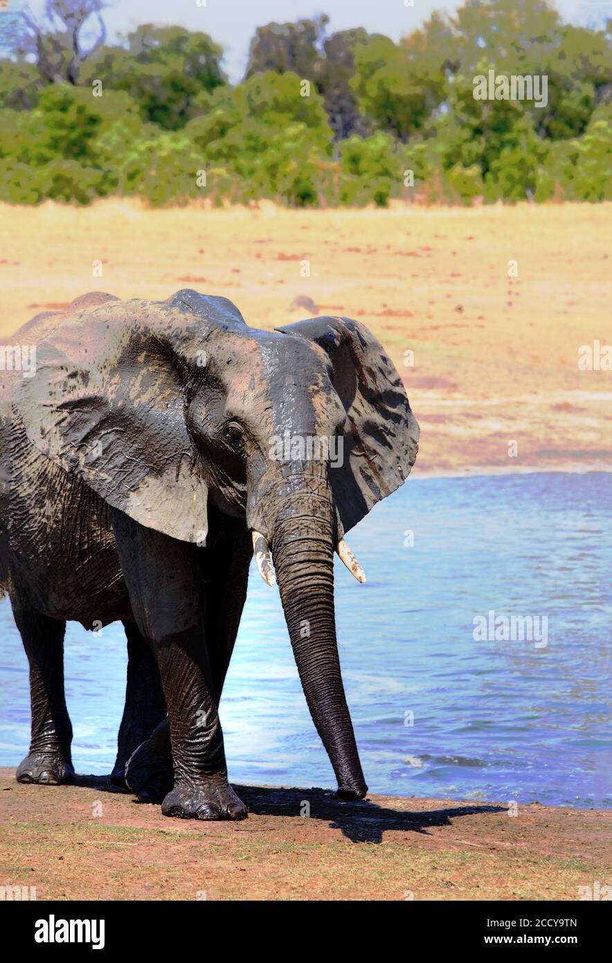 Elefante africano in vista ritratto che si trova di fronte ad un buco d'acqua e uno sfondo naturale cespuglio. Parco nazionale di Hwange, Zimbabwe Foto Stock