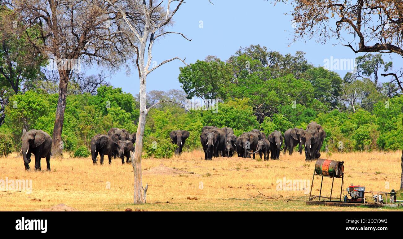 Mandria di elefanti africani che escono dal cespuglio verso un waterhole, con una pompa diesel che pompa l'acqua in su, questo è un salvavita nell'asciutto Foto Stock