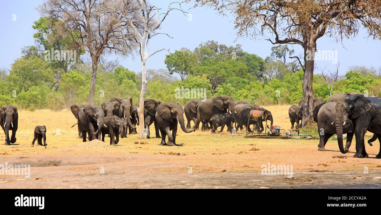 Grande mandria di elefanti africani (Loxodonta Africana), che esce dal cespuglio attraverso la savana secca di erba gialla. È la stagione secca e il el Foto Stock