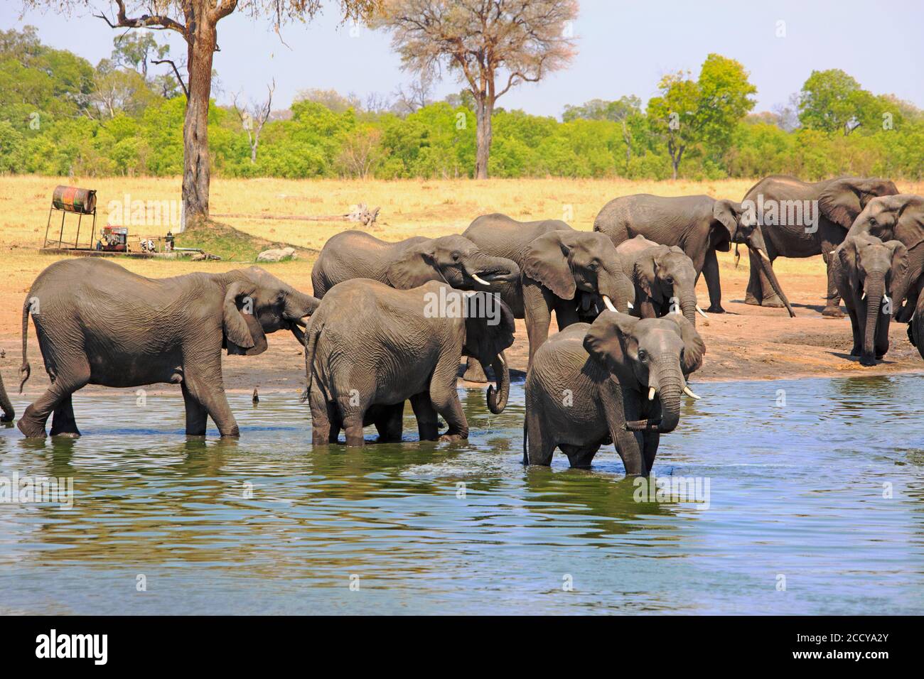 Vista di un'affollata buca d'acqua con una grande mandria di elefanti che inginzidano. L'acqua viene pompata e mantenuta dagli amici di Hwange, una carità locale. Foto Stock