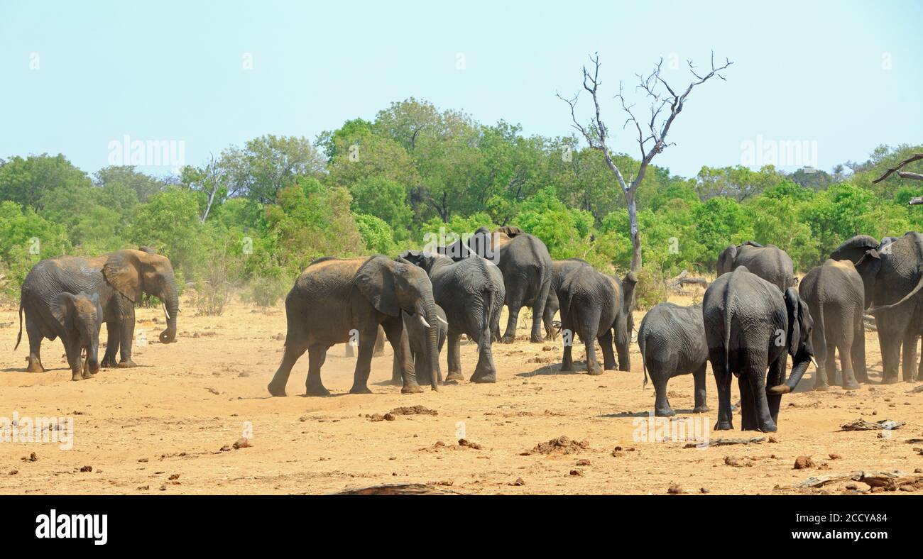 Mandria di elefanti in piedi sulle secche e polverose pianure africane nel Parco Nazionale di Hwange spolvero per cercare di mantenere fresco. Le temperature possono essere più facili Foto Stock
