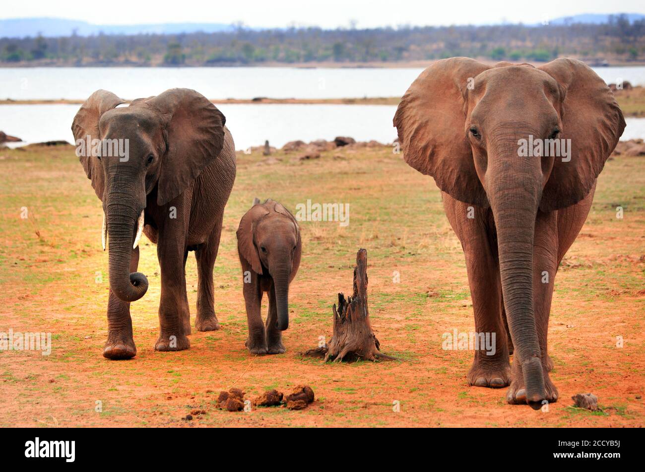 Piccola mandria di elefanti africani che si affaccia verso la fotocamera con il lago Kariba sullo sfondo, Matusadona National Park, Zimbabwe Foto Stock