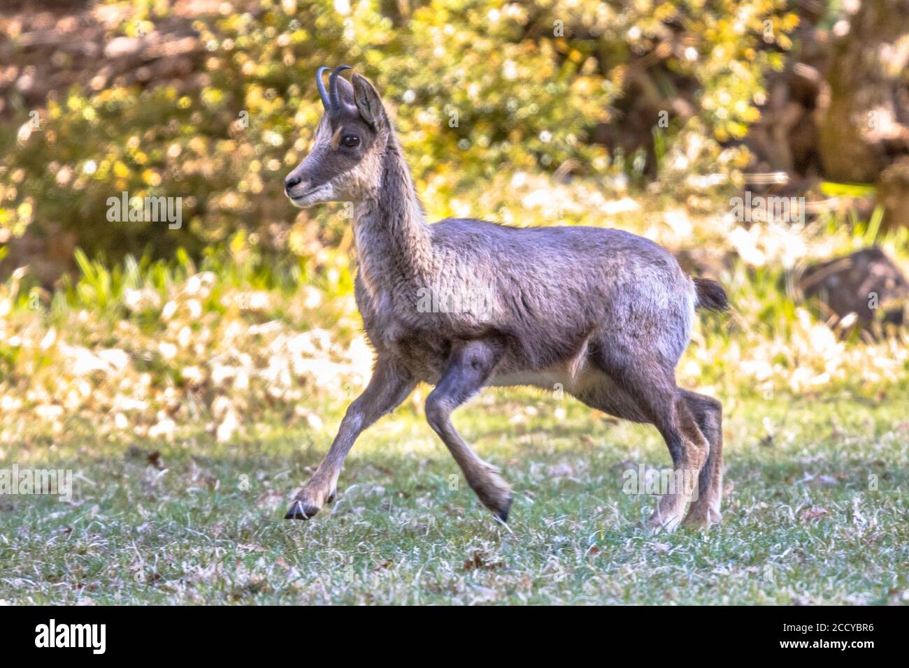 Pyrenean Chamois (Rupicapra rupicapra) è una specie di antilope di capra nativo delle montagne in Europa, tra cui le Alpi europee, i Pirenei, l'automobile Foto Stock