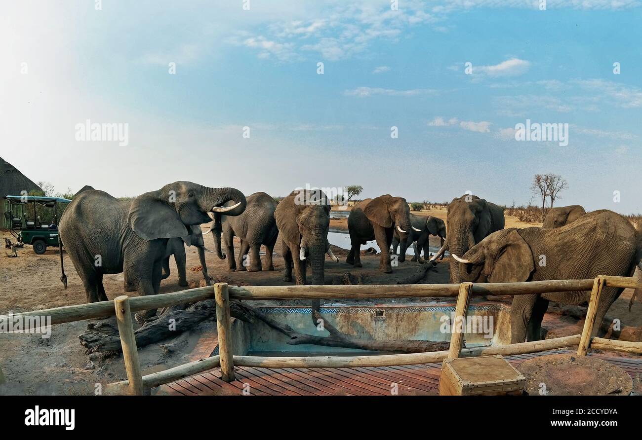 Campo di Nehimba, Parco Nazionale di Hwange, Zimbabwe, ottobre 2016. Gli elefanti sono visitatori abituali del campo e si divertono a bere dalla piscina del campo Foto Stock
