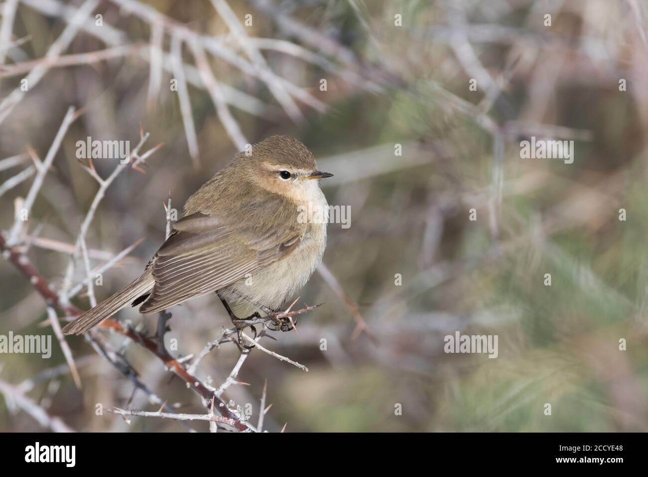 Montagna Chiffchaff (Phylloscopus sidianus ssp. Sidianus) adulto arroccato su un ramo Foto Stock