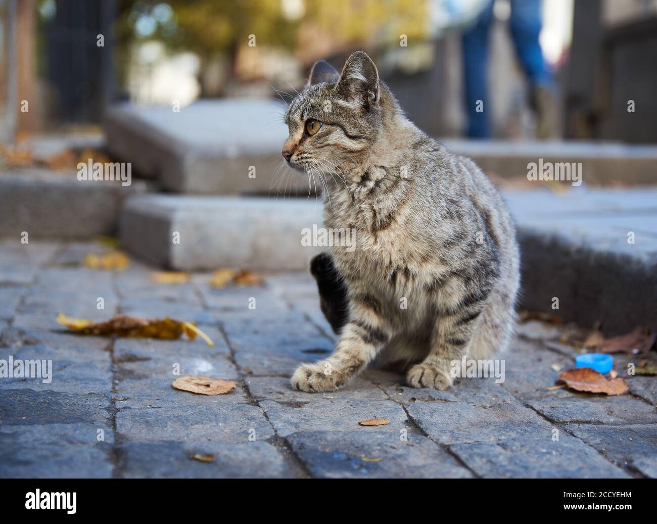 Gatto randagio nella strada della città vecchia Tbilisi, Georgia il giorno d'autunno nel novembre 2018. Foto Stock