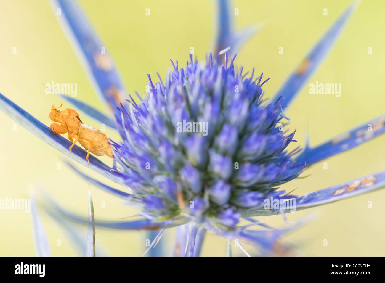 I crassipi di Phymata siedono su un fiore di colore viola in Croazia. Di solito aspettano senza moto sui fiori per le loro prede, che consistono di vari INS Foto Stock