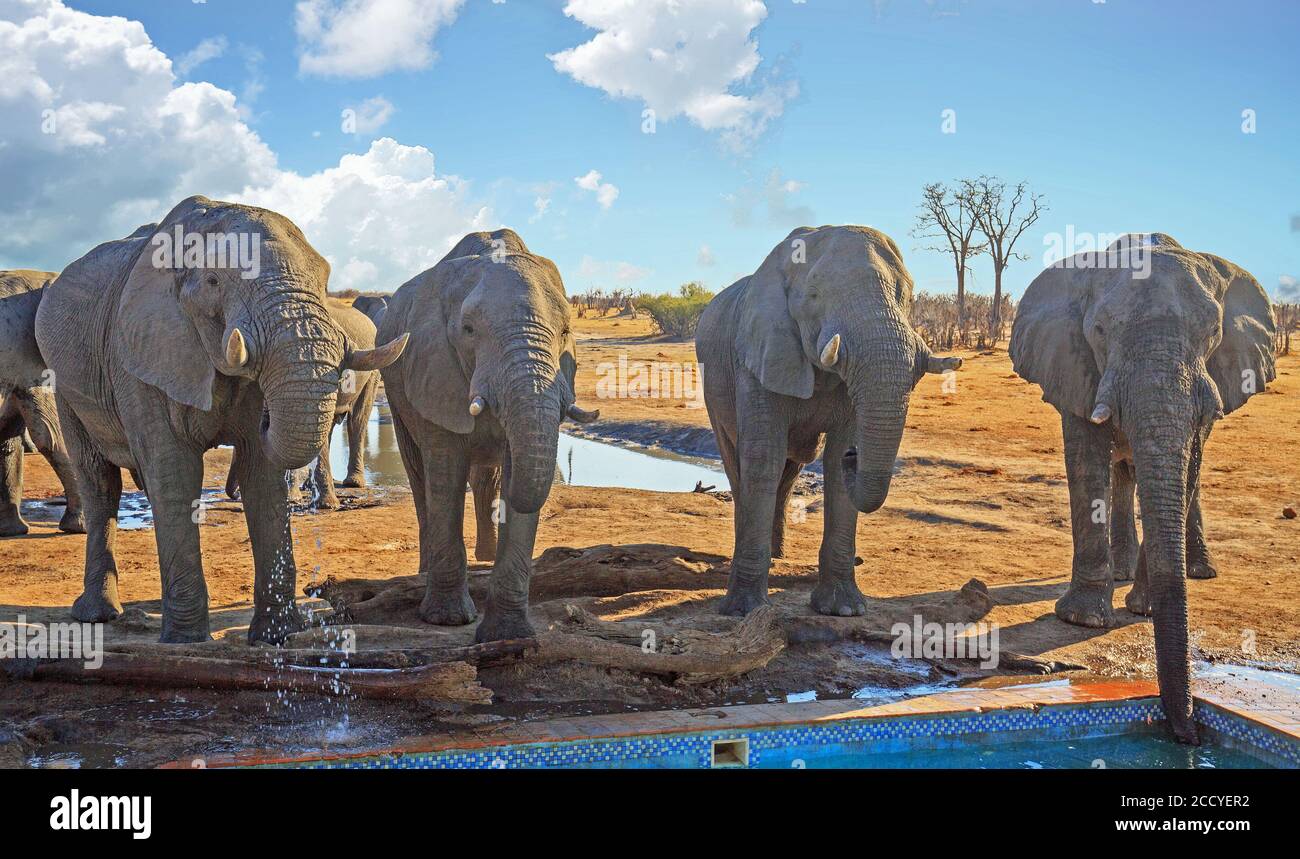Quattro grandi elefanti africani in piedi in una fila che bevono dalla piscina del campo nel Parco Nazionale di Hwange, Zimbabwe, con un cielo blu nuvoloso Foto Stock
