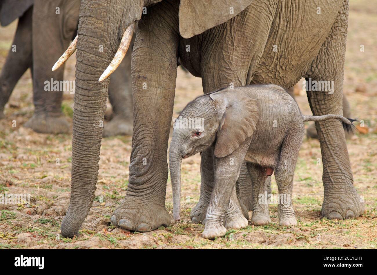 Neonato polpaccio di elefante che si trova accanto alla gamba della mamma nel South Luangwa National Park, Zambia, Africa meridionale Foto Stock