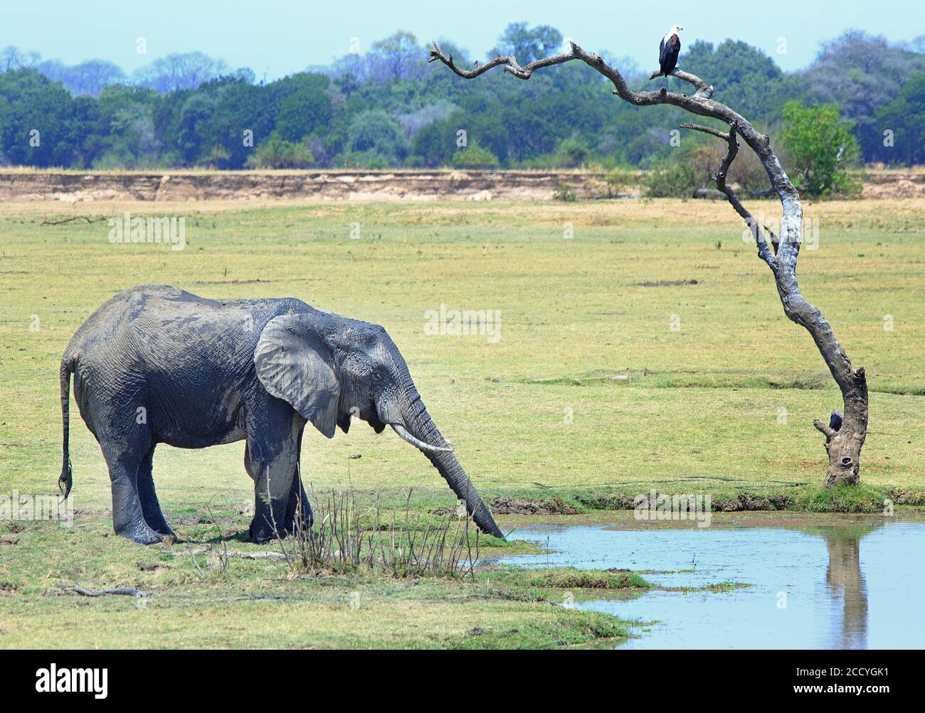 Elefante africano che sorge sulle ampie pianure africane aperte accanto a una buca d'acqua nel Parco Nazionale di Luangwa Sud, Zambia Foto Stock