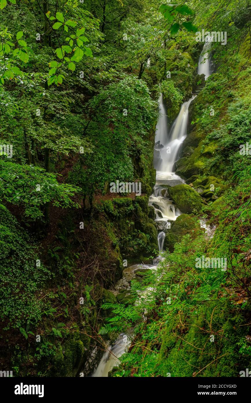 Stock Ghyll Force, Ambleside, Lake District, Regno Unito Foto Stock