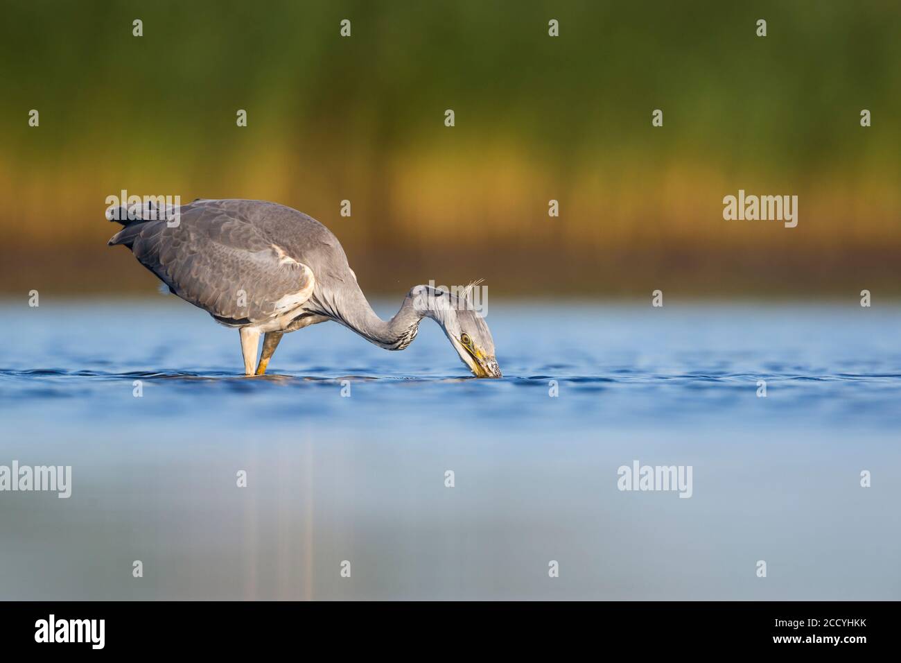 Airone cinerino (Ardea cinerea) PESCA Foto Stock