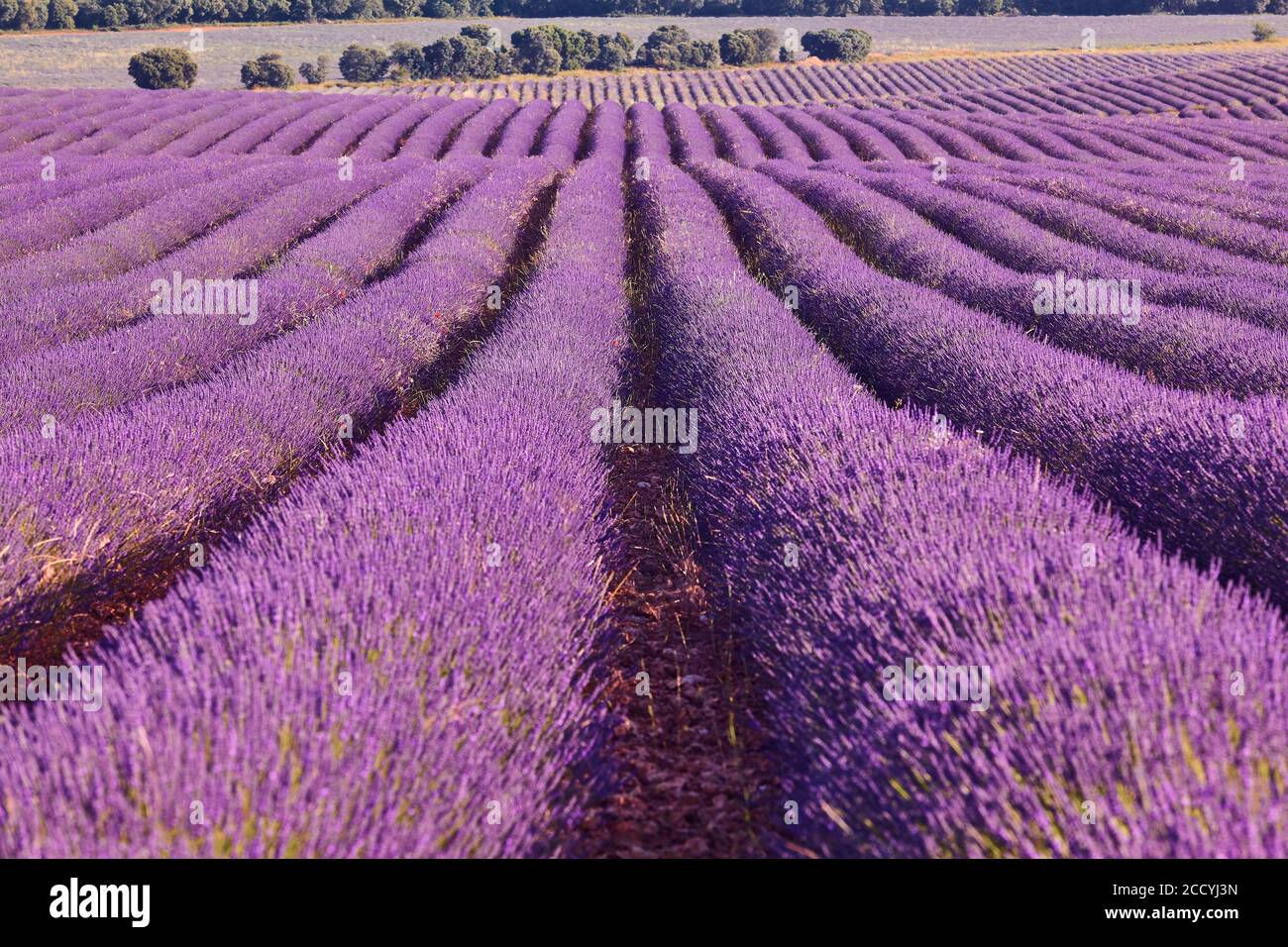 Campi di lavanda in estate. Guadalajara, Spagna. Agricoltura Foto Stock