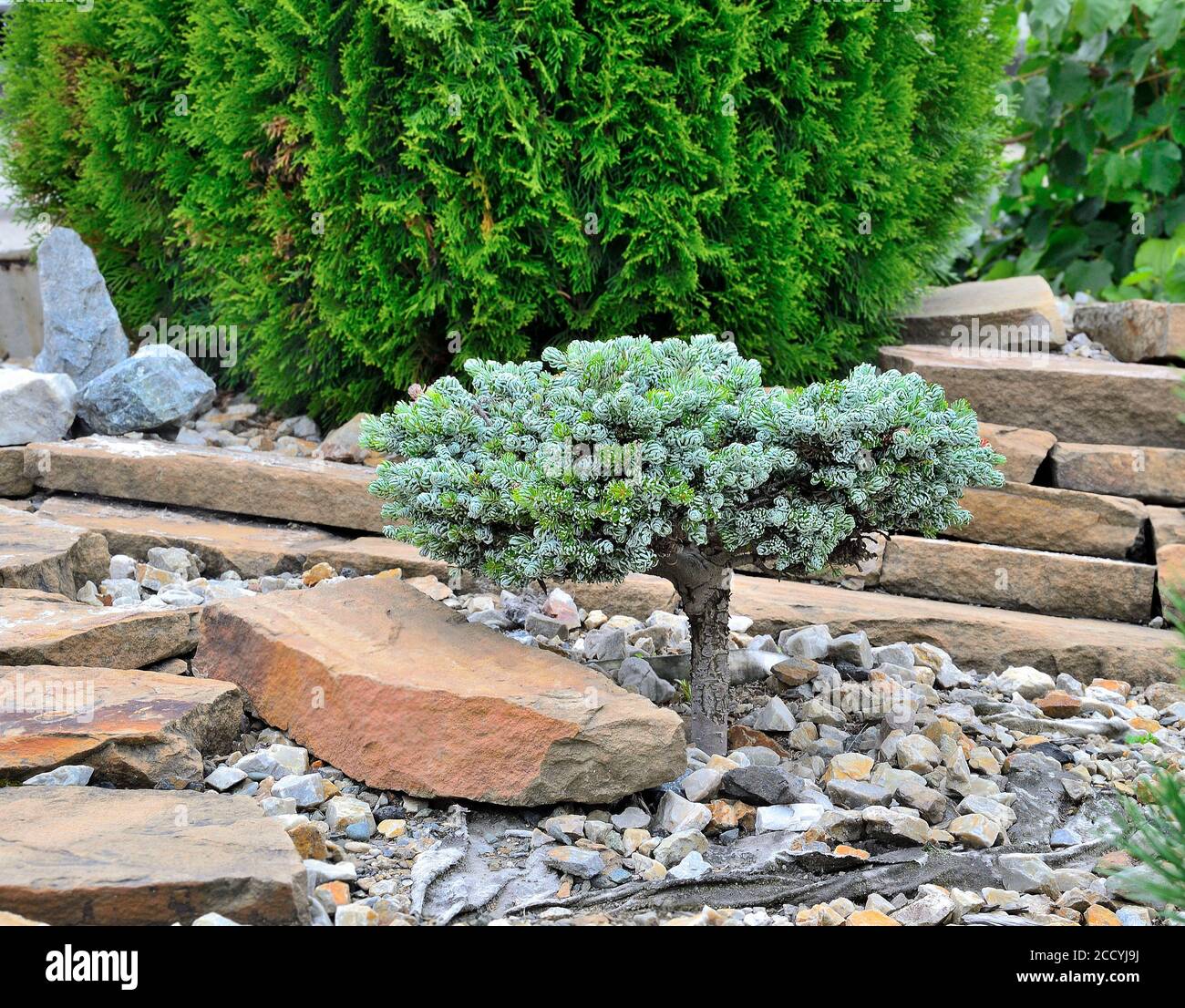 Dwarf sempreverde pianta di conifere Coreano Fir 'Kohouts Icebreaker' (Abies koreana) in pietra giardino paesaggio. Rara cultivar con aghi curvi in argento. Foto Stock