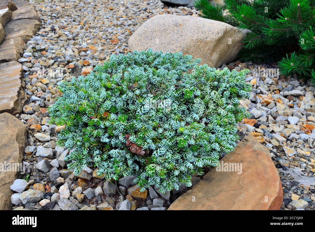 Dwarf sempreverde pianta di conifere Coreano Fir 'Kohouts Icebreaker' (Abies koreana) in pietra giardino paesaggio. Rara cultivar con aghi curvi in argento. Foto Stock