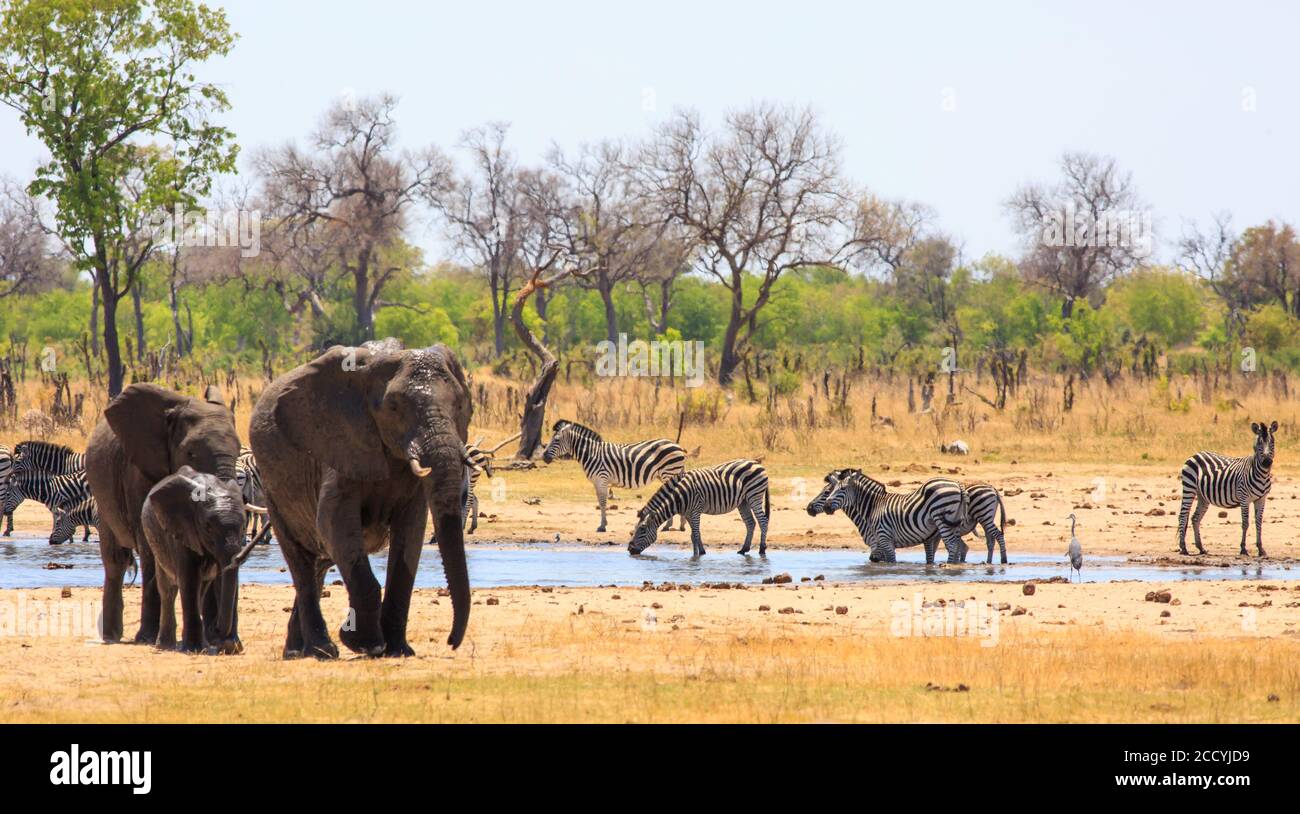 Un grande gruppo di elefanti e zebre vengono a bere al waterhole di Hwange, con un albero naturale e sfondo cespuglio e un cielo blu chiaro. Calore nebulizzato Foto Stock