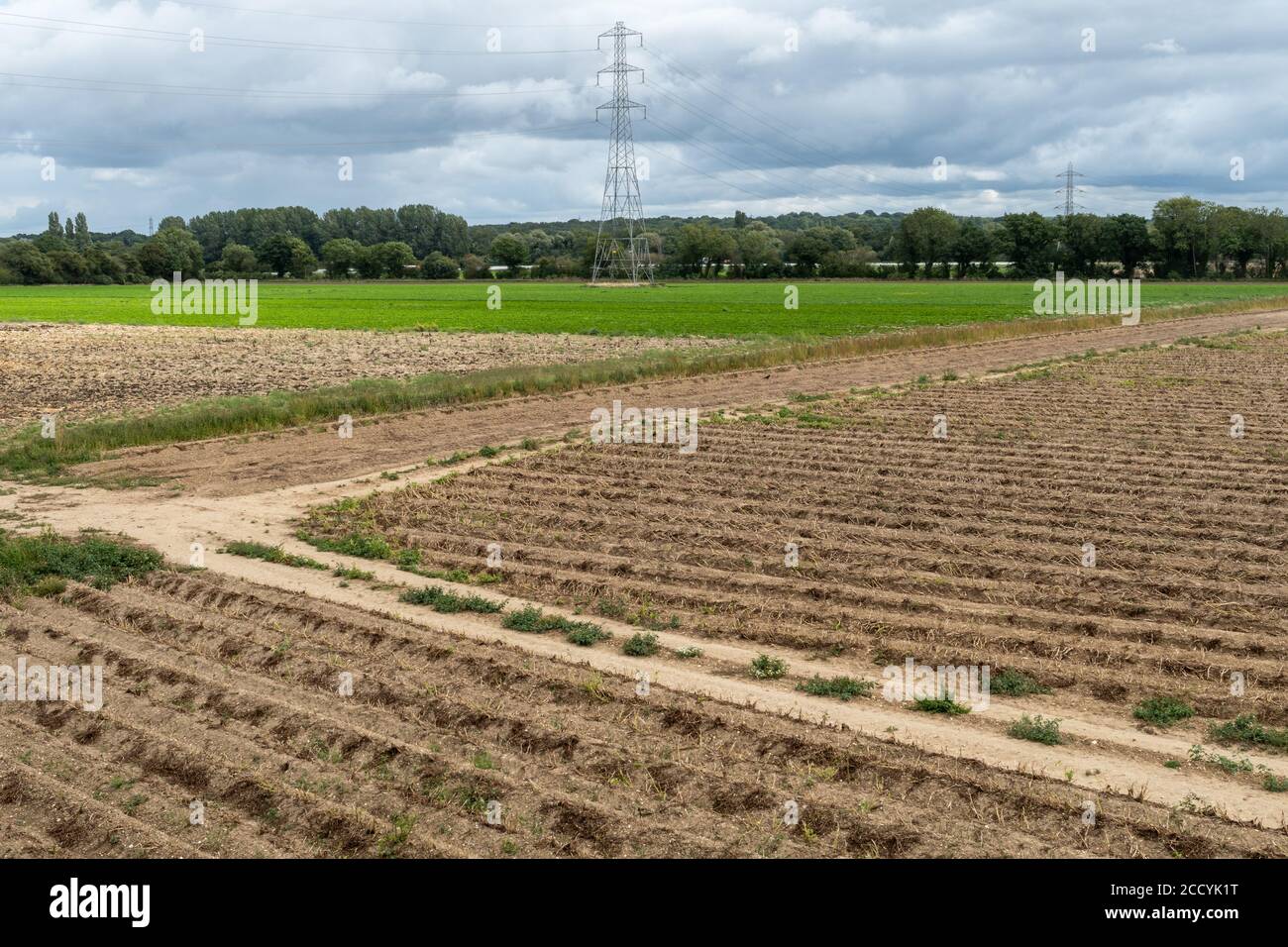 Terreno coltivabile paesaggio, campo di patate vicino Hook, Hampshire, Regno Unito Foto Stock