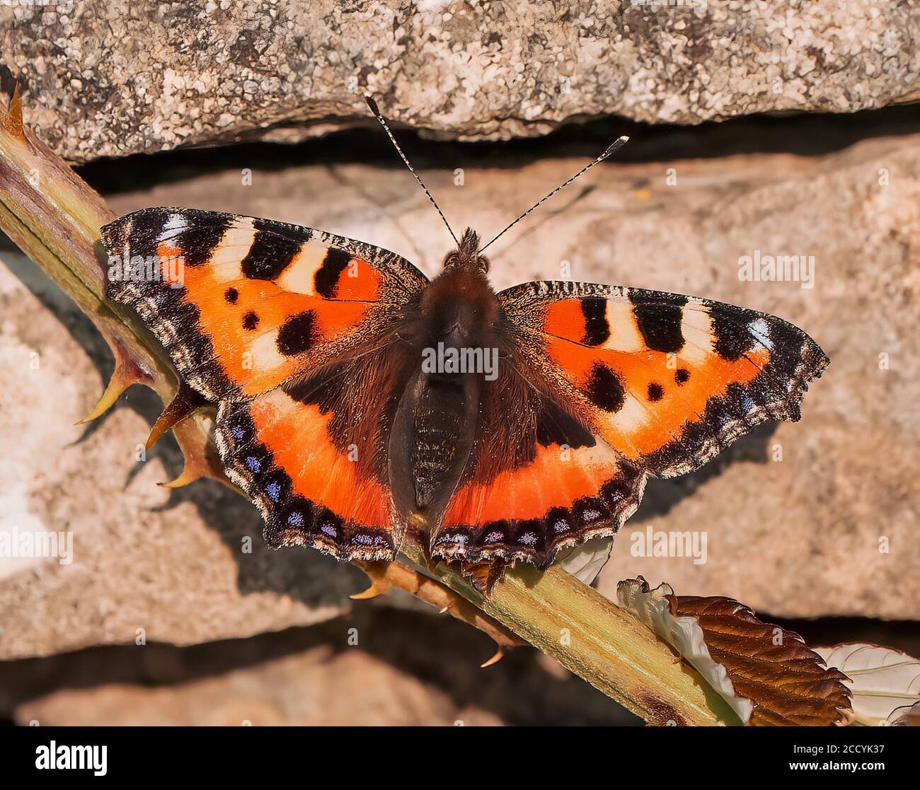 Piccolo Tortoiseshell che riposa sulla parete Foto Stock