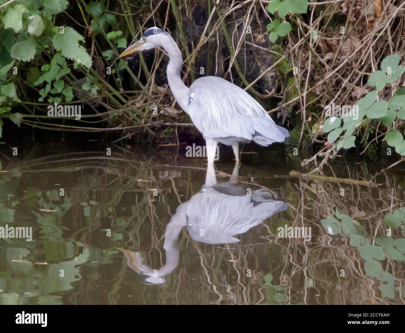 Grey Heron Bird ( Ardea cinerea ) in piedi in acqua, Regno Unito Foto Stock