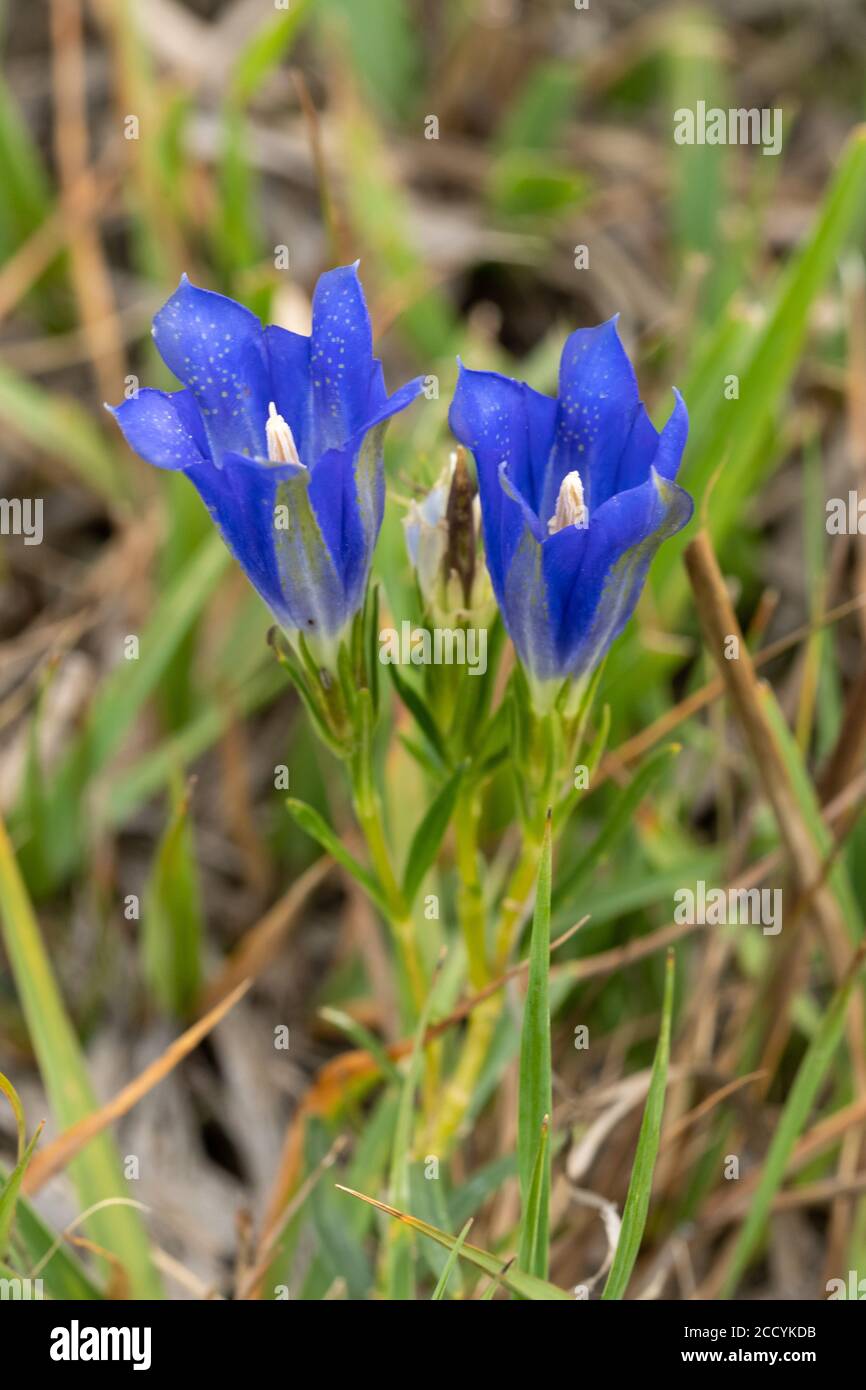 Marsh genzian (Gentiana pneumonanthe), un raro fiore selvatico blu di brughiera umida, Hampshire, Regno Unito, fiorente nel mese di agosto Foto Stock