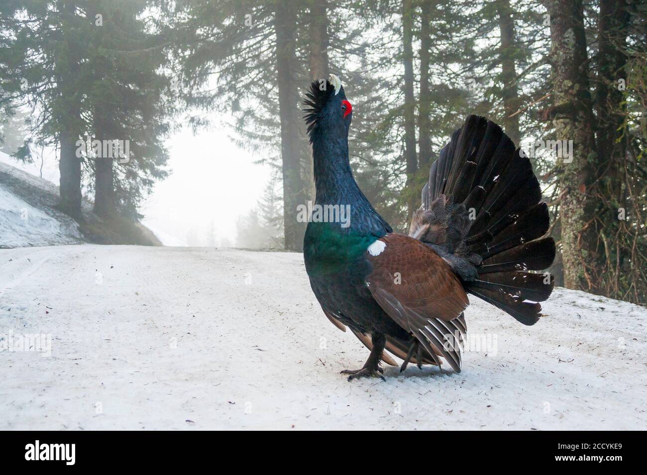 Adulto maschio Western Capercaille (Tetrao urogallus crassirostris) esporre sulla strada pubblica nella foresta in Germania. Foto Stock