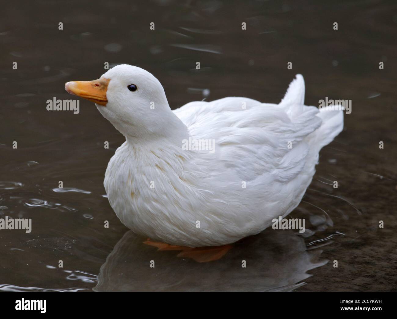Chiamata Duck Foto Stock