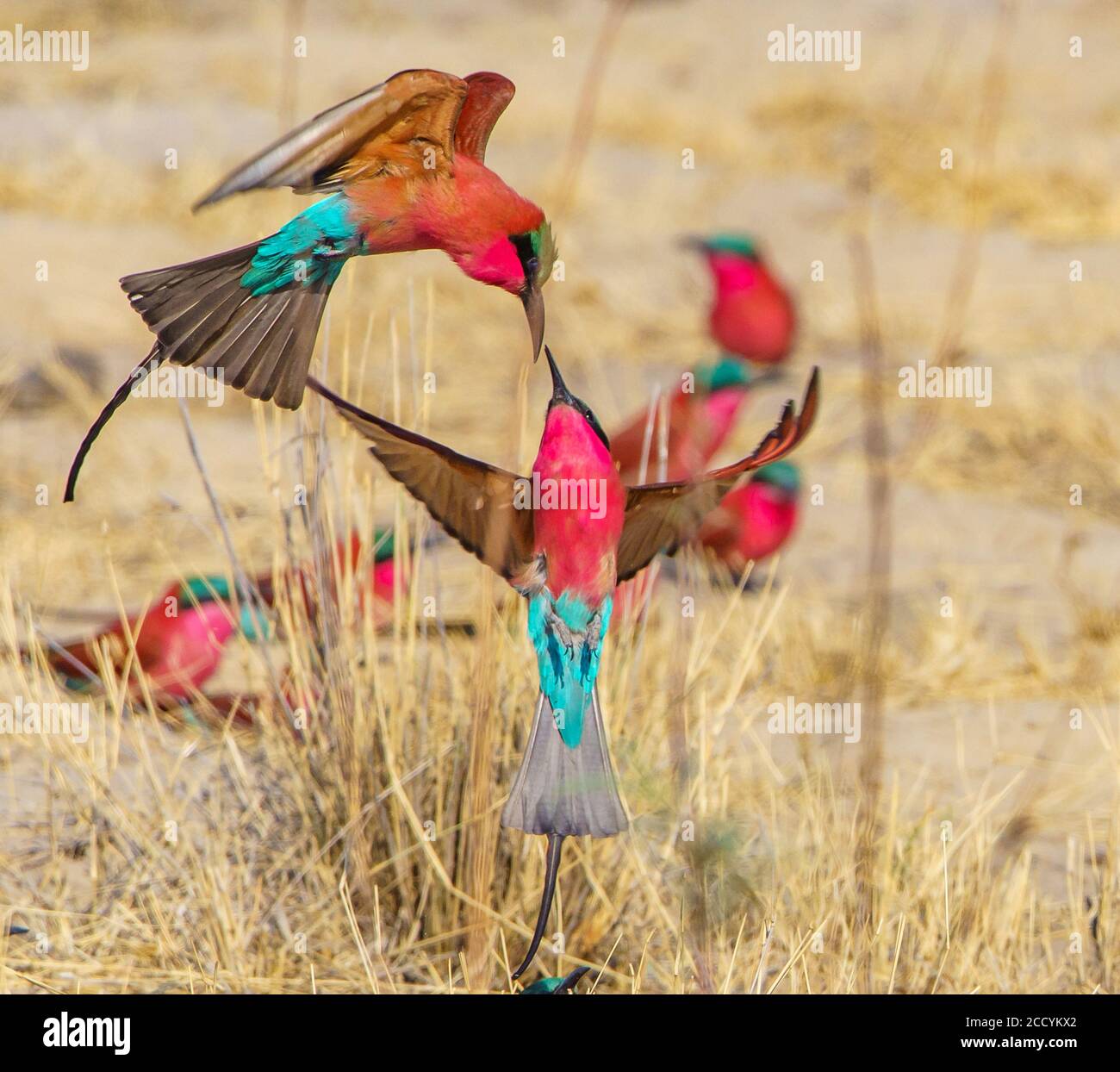 Meridionale Carmine Bee-Eaters Foto Stock