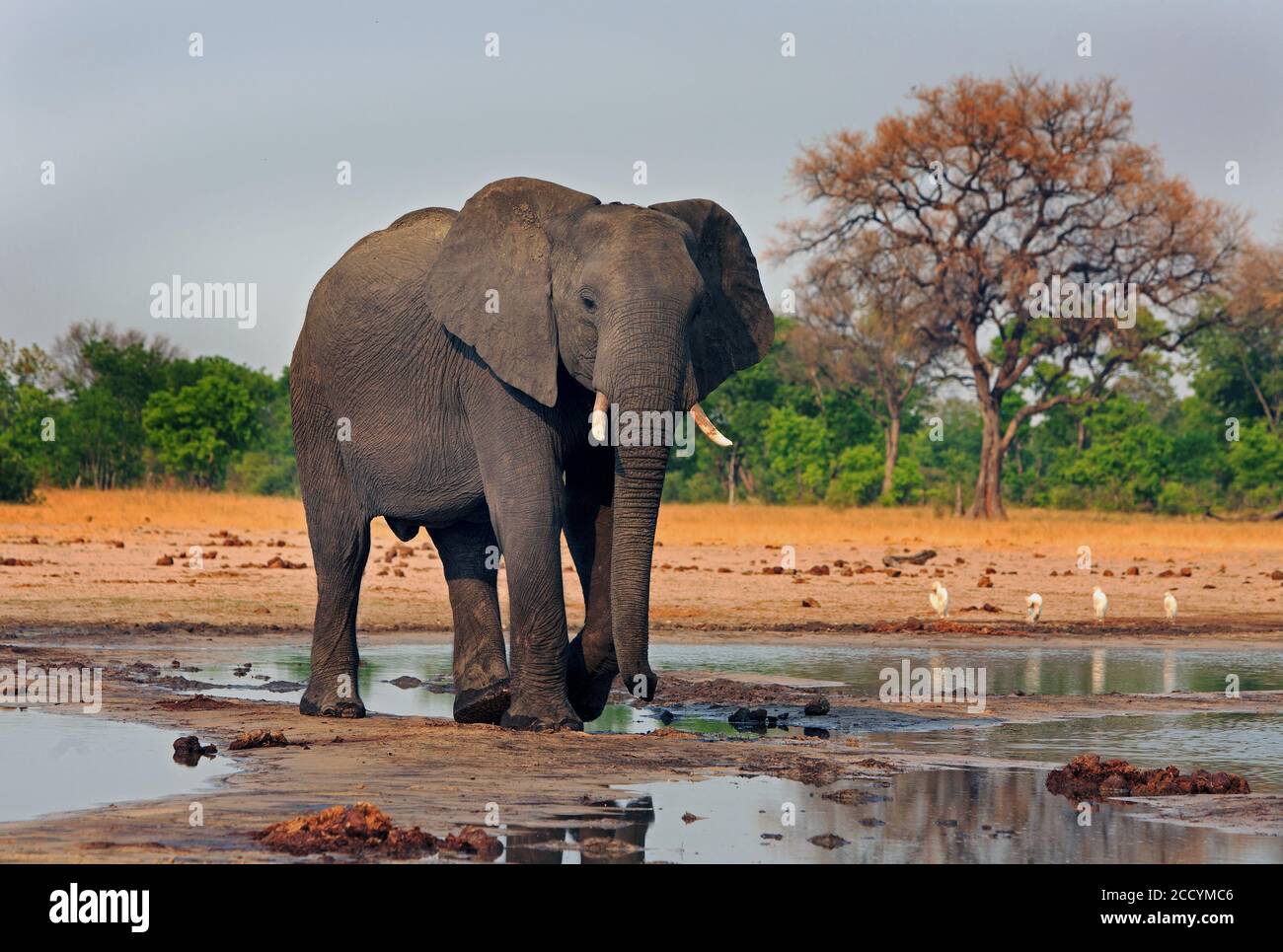 Elefante africano in piedi in una buca d'acqua con la vegetazione africana sullo sfondo. Makololo, Parco Nazionale di Hwange, Zimbabwe, Africa del Sud Foto Stock