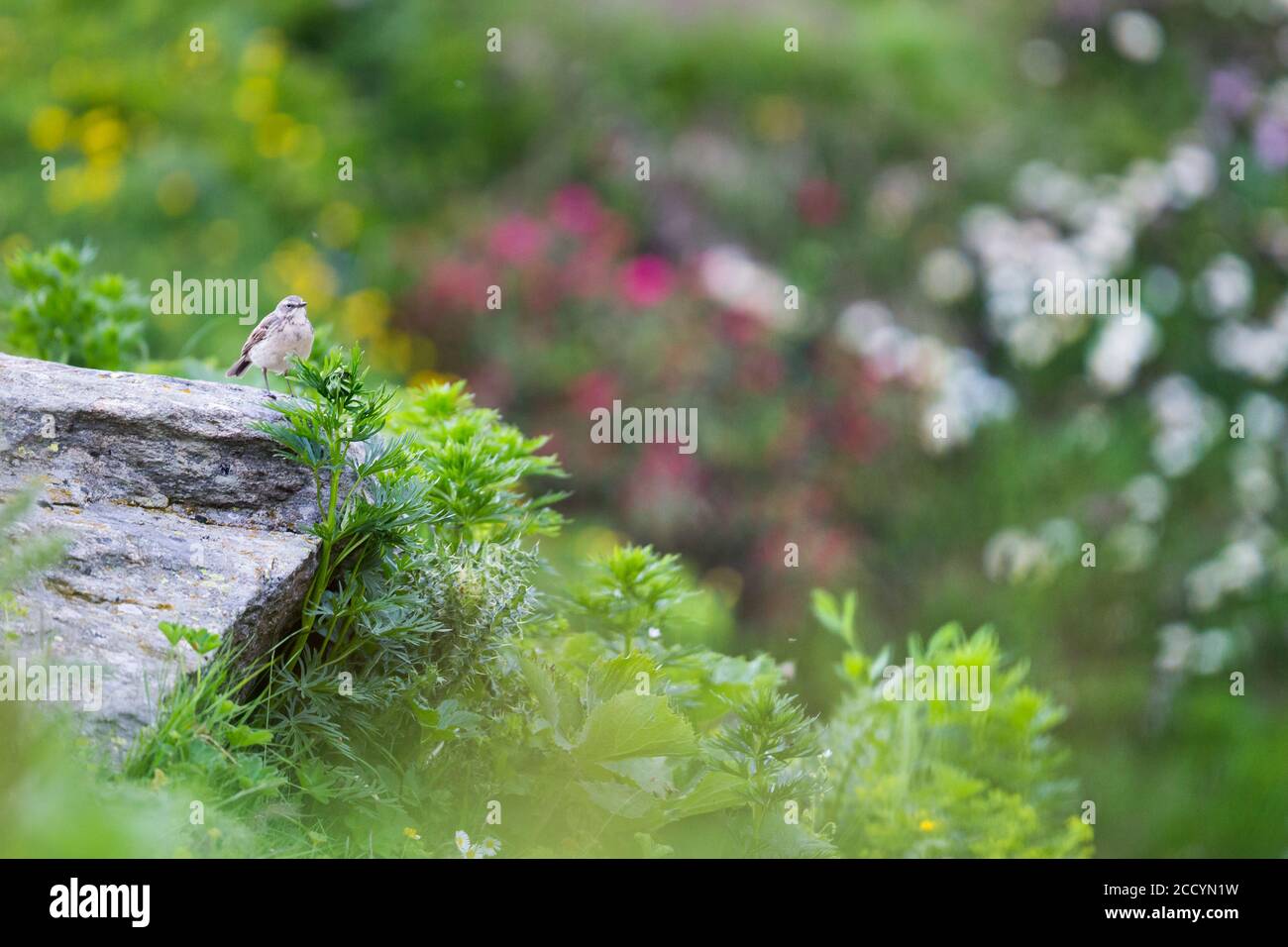 Pipit d'acqua per adulti (Anthus spinoletta spinoletta) in allevamento piumaggio in prato alpino nelle montagne alpine della Svizzera. Foto Stock