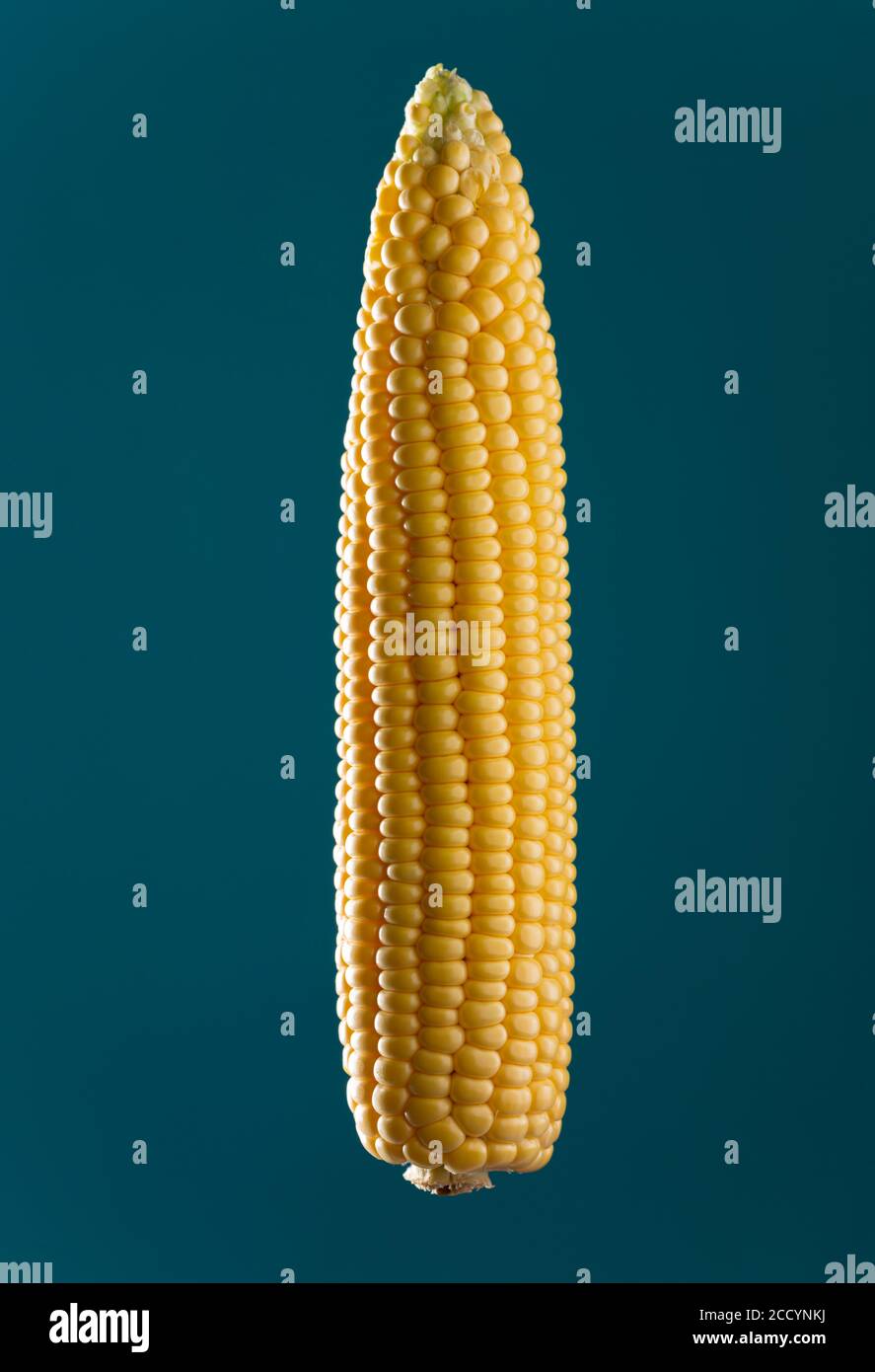 Pannocchie di mais in stile minimalismo su sfondo blu Foto Stock