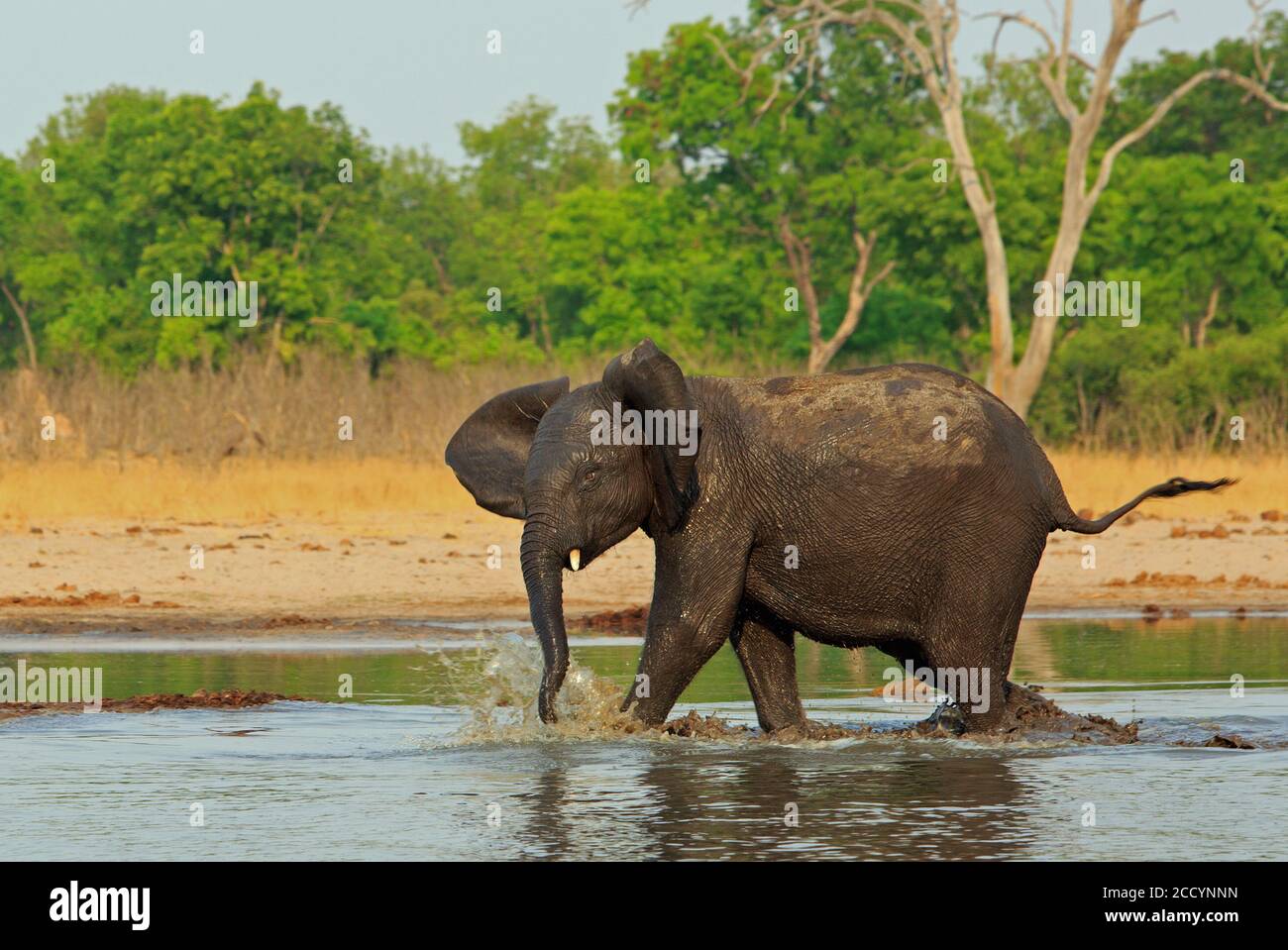 Un giovane elefante che baldera attraverso un piccolo buco d'acqua con acqua spruzzi e tronco ondeggiano con una macchia verde vibrante naturale sfondo Foto Stock