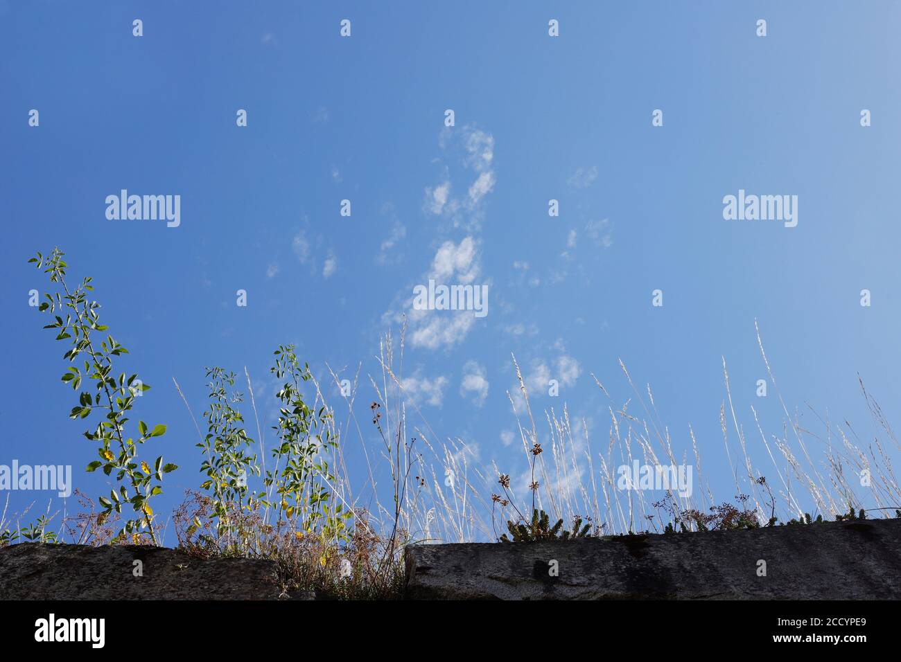 Bordo parete con piante e cielo blu Foto Stock