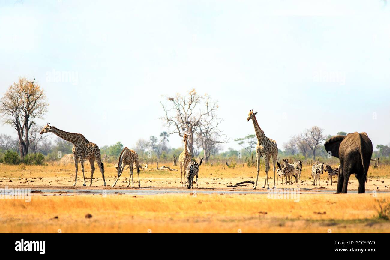 Vista panoramica del buco d'acqua di Makololo brulicante di fauna selvatica tra cui giraffe, elefanti e zebre - è visibile la foschia di calore. Parco nazionale di Hwange, Zimb Foto Stock