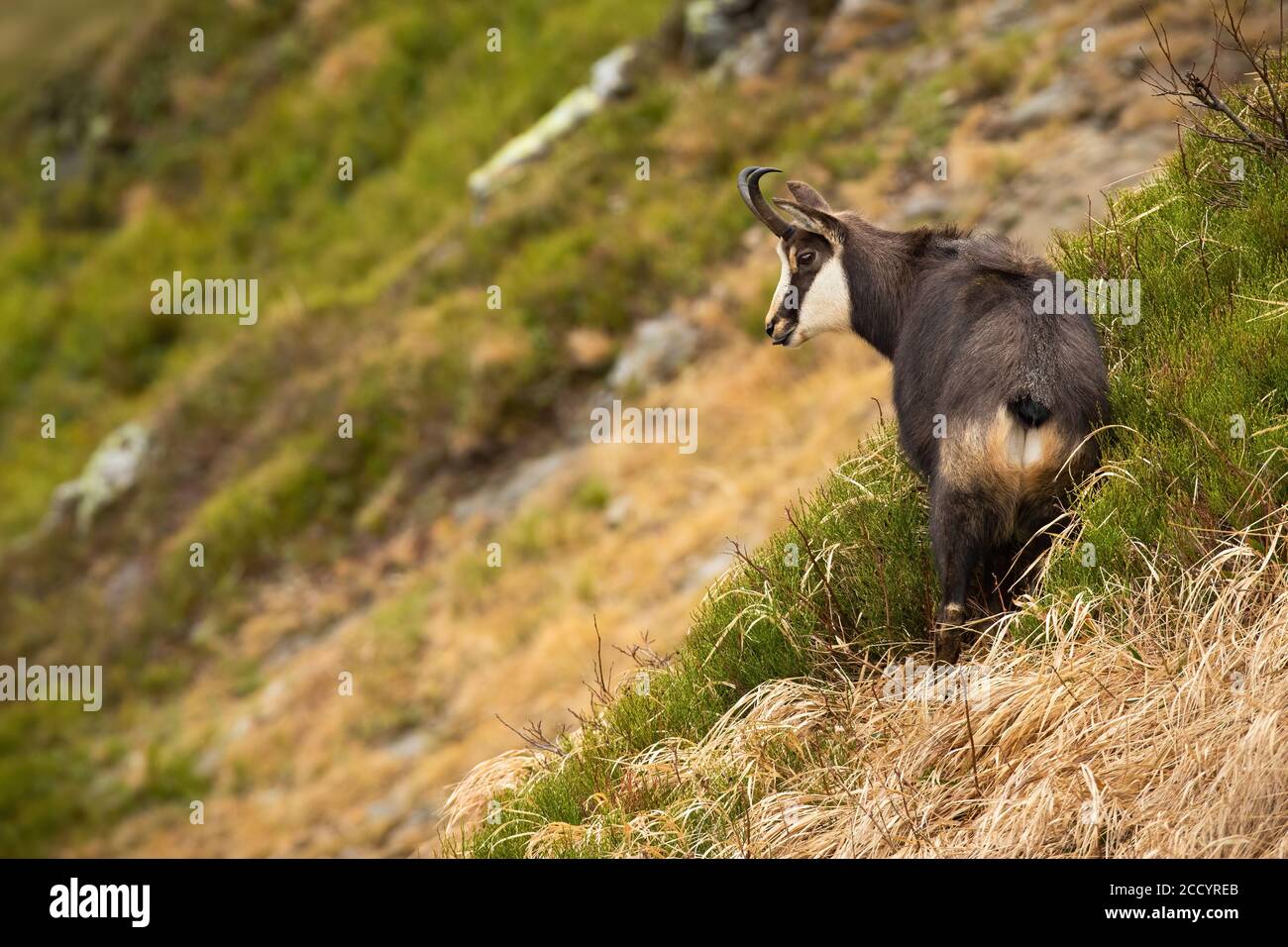 Camoscio di Tatra in piedi sulle montagne nella natura autunnale. Foto Stock