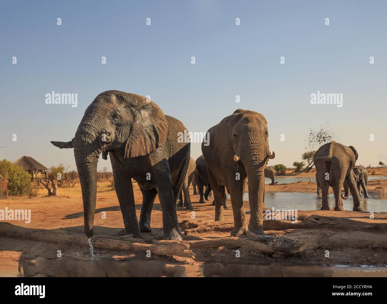 Elefanti in piedi bere nei terreni di Nehimba Lodge, con un piccolo mucchio di tronchi in primo piano e più elefanti e un safari Lodge nella Dist Foto Stock