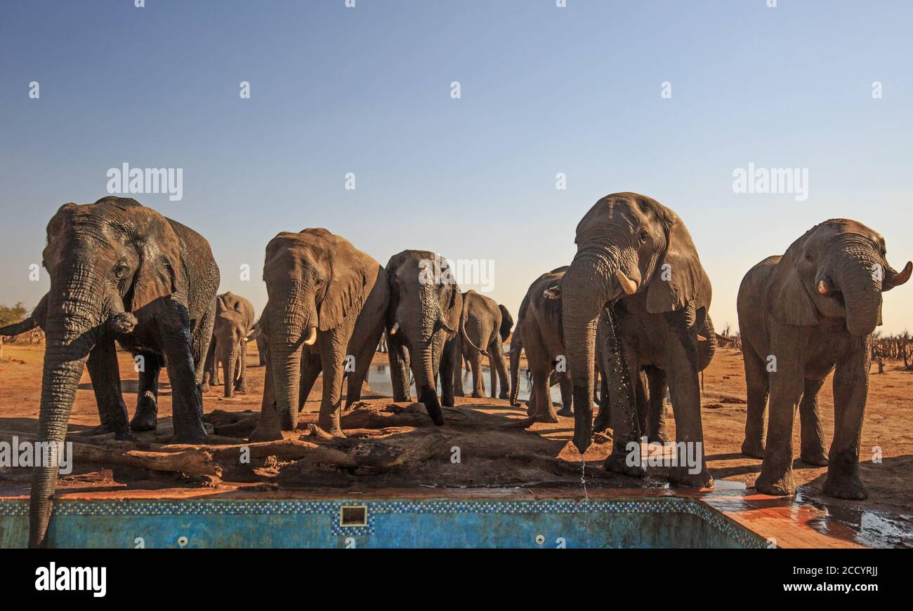 Un'accanita mandria di elefanti africani che beve acqua fresca dalla piscina del campo, con uno sfondo naturale e secco polveroso e cielo azzurro. Nehimba, Foto Stock