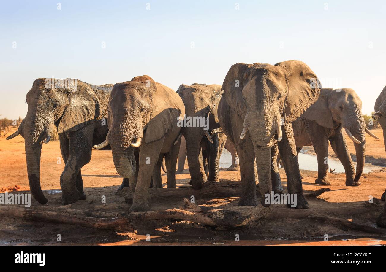 Gli elefanti africani si riunono davanti alla piscina del campo, sperando di prendere un drink di acqua fresca. Nehimba, Parco Nazionale di Hwange, Zimbabwe Foto Stock