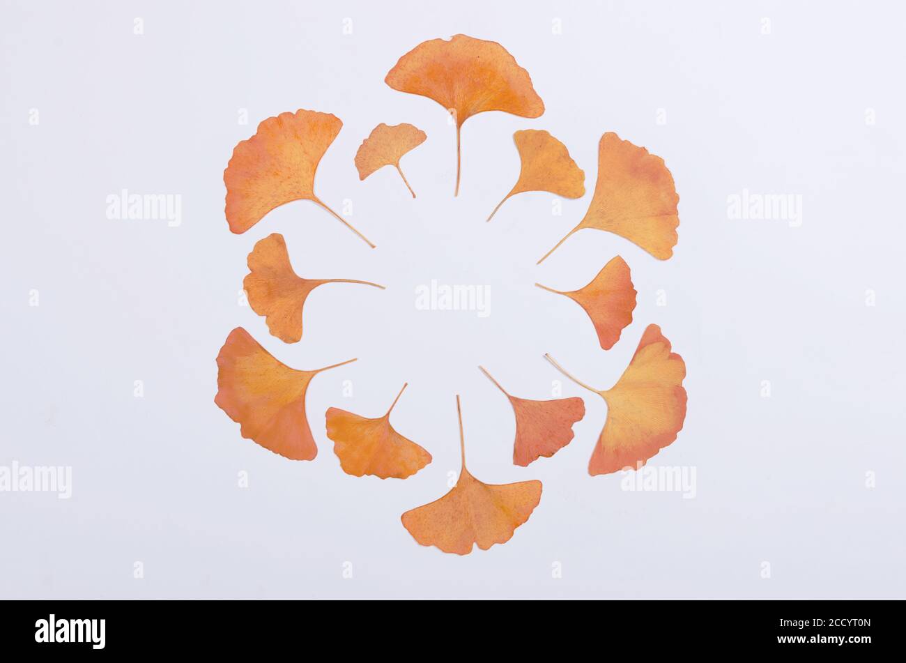 Ginkgo Biloba foglie erbario su sfondo bianco Foto Stock