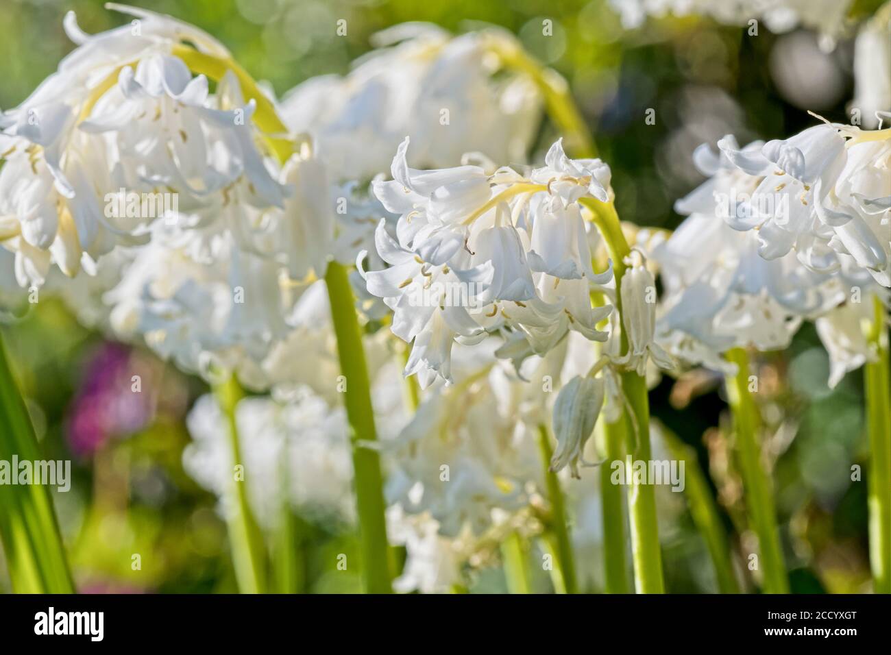 Bluebells inglese in un giardino cottage Foto Stock