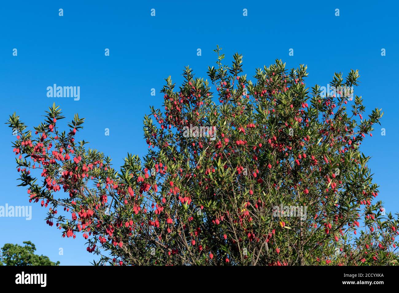 Crinodendron hookerianum conosciuto come lanterna Clilea Foto Stock