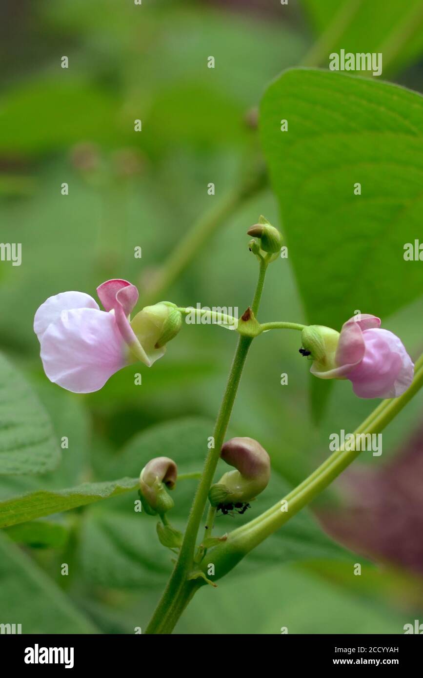 Fiori di fagiolo Foto Stock