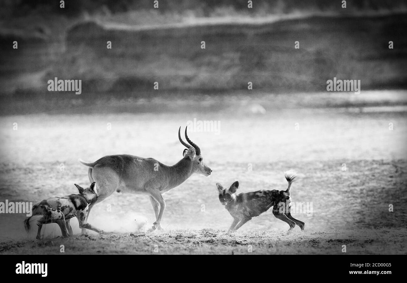 Immagine in bianco e nero di un paio di cani indolenti africani che attaccano un Antelope Puku nel Parco Nazionale di Luangwa Sud, Zambia, Africa Meridionale Foto Stock